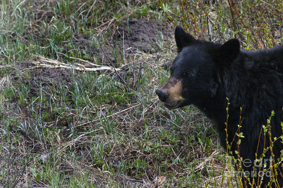 Black Bear  #5432 Photograph by J L Woody Wooden