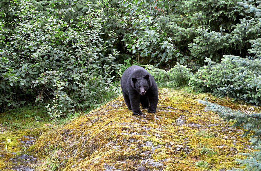 Black Bear, Alaska Photograph by Greg Ochocki