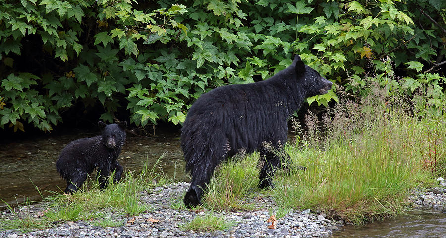 Black Bear and Cub Photograph by Jean Clark
