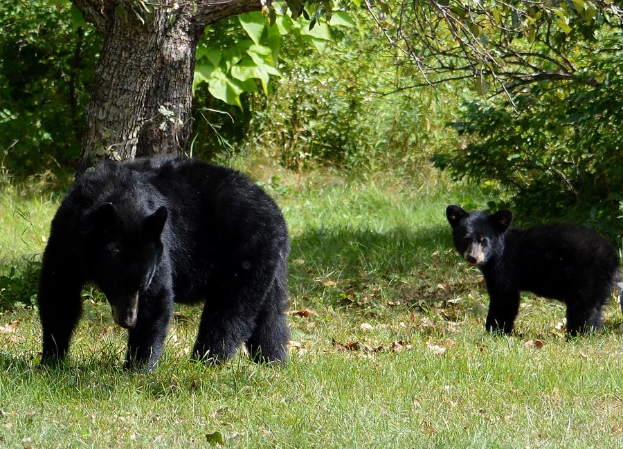 Black Bear And Cub Photograph by Thomas Phillips | Fine Art America