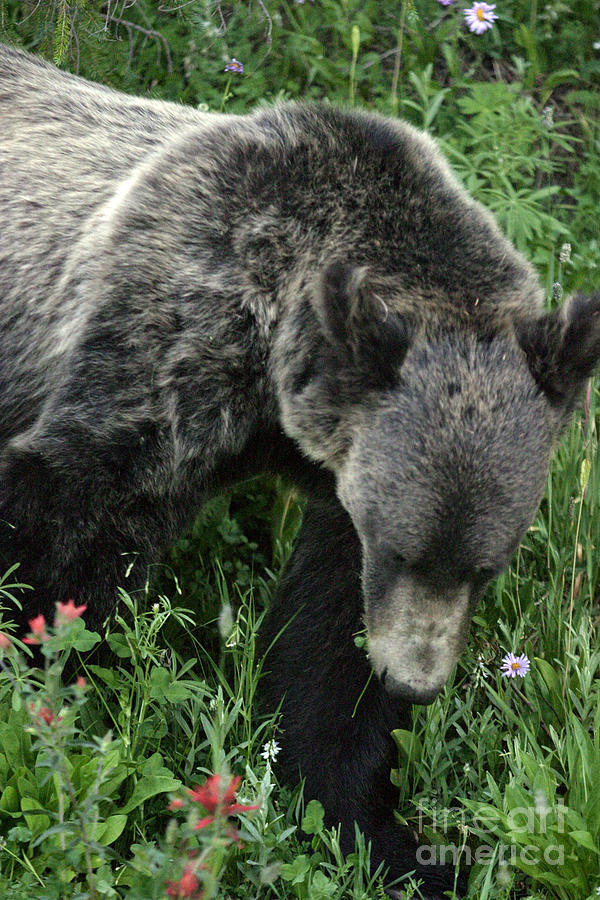 Black Bear And Flowers Photograph by J L Woody Wooden