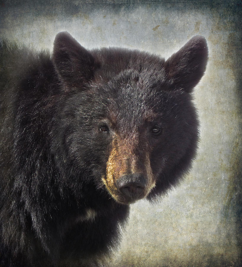 Black Bear Photograph by Angie Vogel