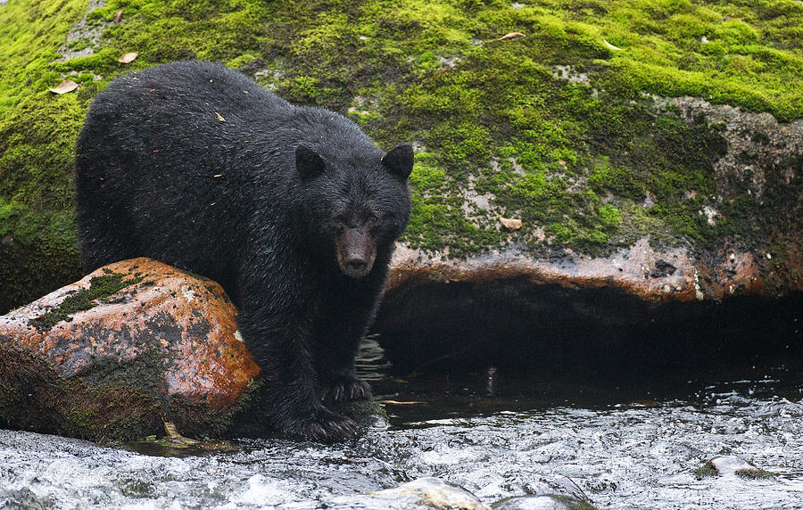Black Bear at the Creek Photograph by Max Waugh