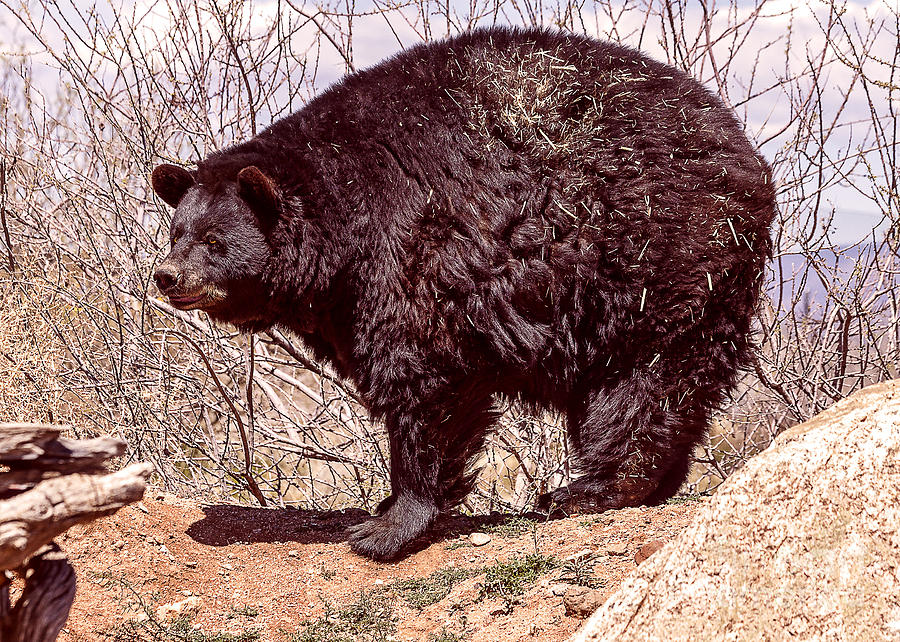 Black Bear Awakening Photograph by Janice Pariza