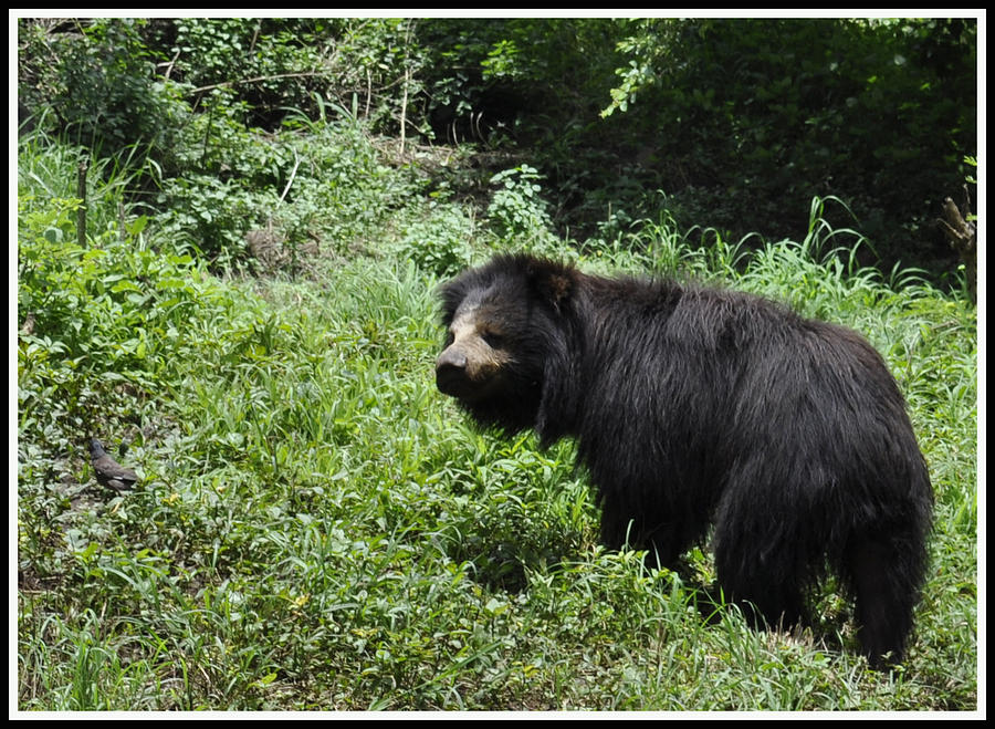 Black Bear Beauty Beast Photograph by Bliss Of Art - Fine Art America