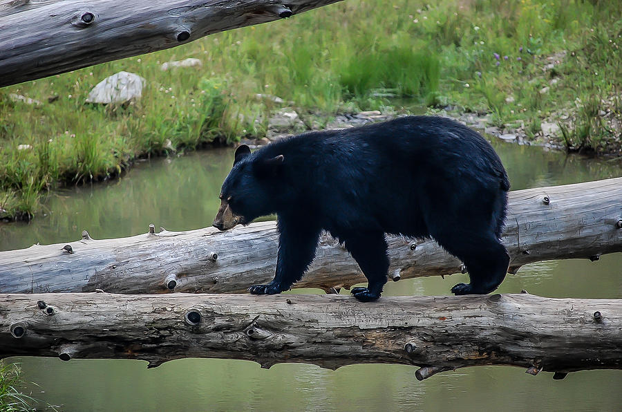 Black Bear Photograph by Bianca Nadeau