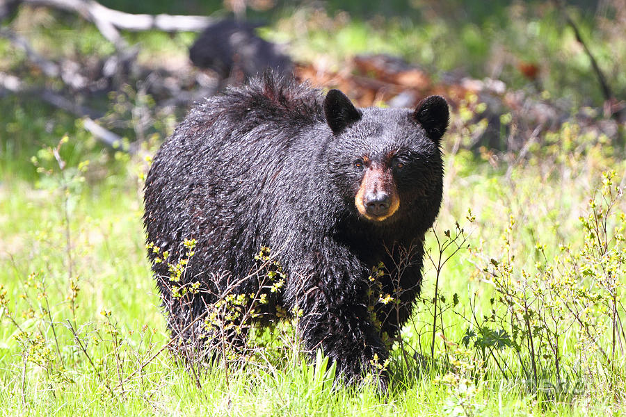 Black Bear Photograph by Bill Singleton