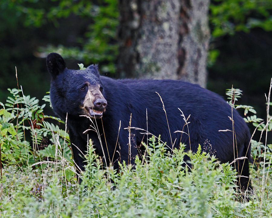 Black Bear Blueberry Photograph by Lloyd Alexander