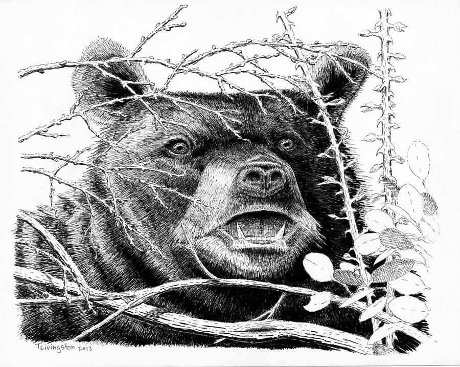 Black Bear Boar Drawing by Timothy Livingston