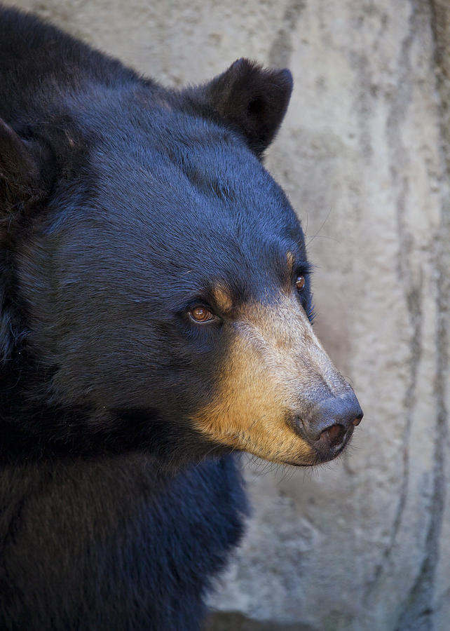Black Bear Photograph by Chris Dutton