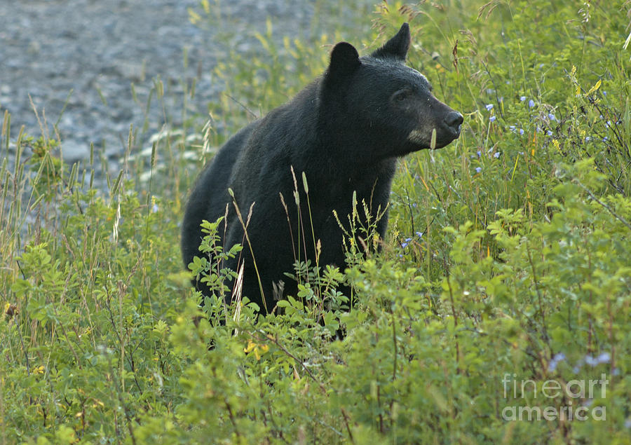 Black Bear Photograph by Cindy Murphy - NightVisions 