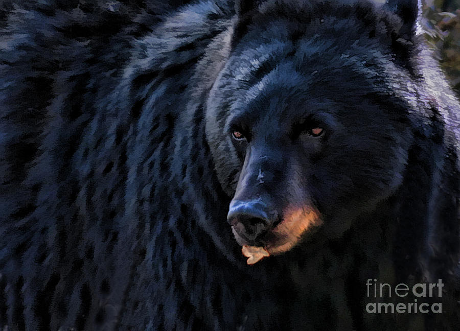 Black Bear Photograph by Clare VanderVeen