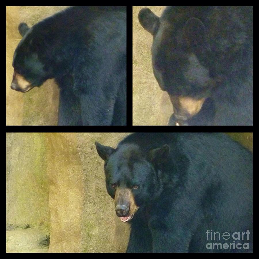 Black Bear Collage Photograph by Susan Garren