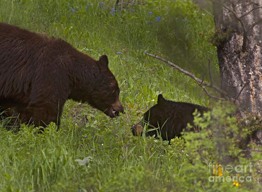 Black Bear Courtship Photograph by J L Woody Wooden