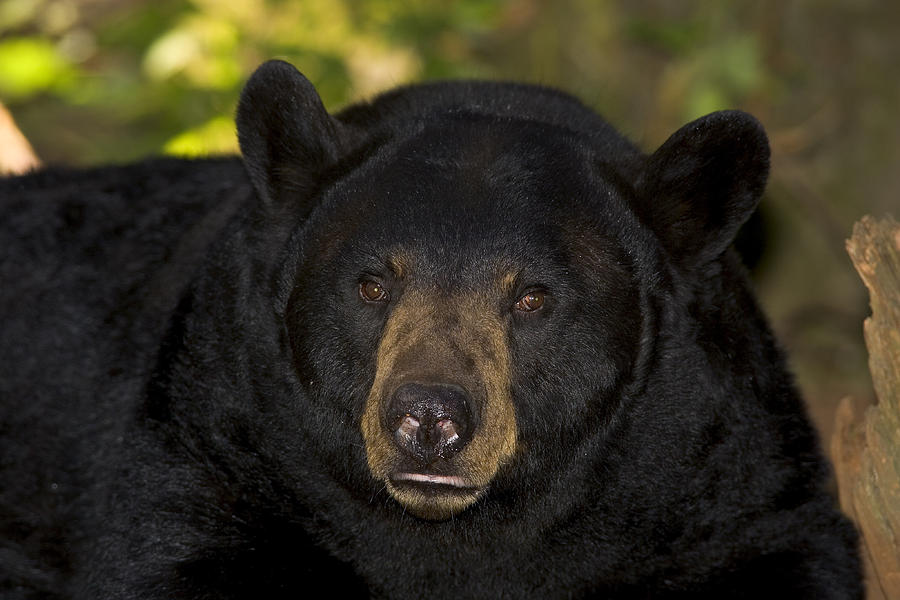 Black Bear Photograph by Craig K. Lorenz