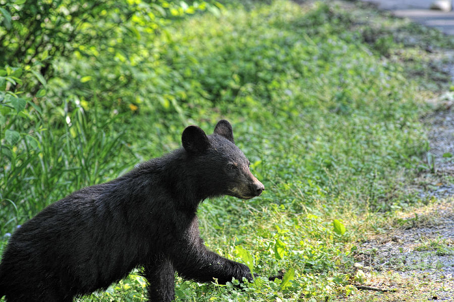 Black bear crossing road Photograph by Dan Friend
