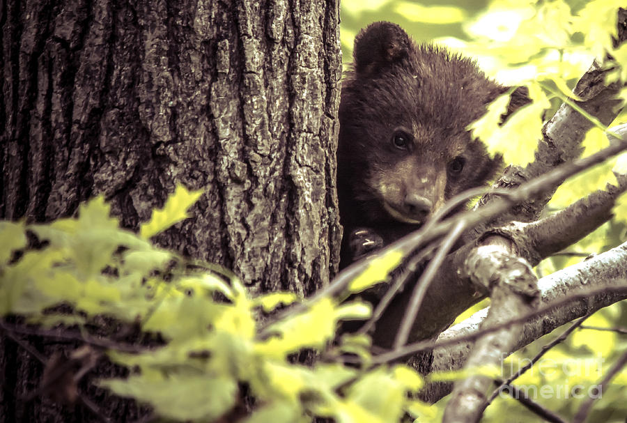 Black Bear Cub Photograph by Cheryl Baxter
