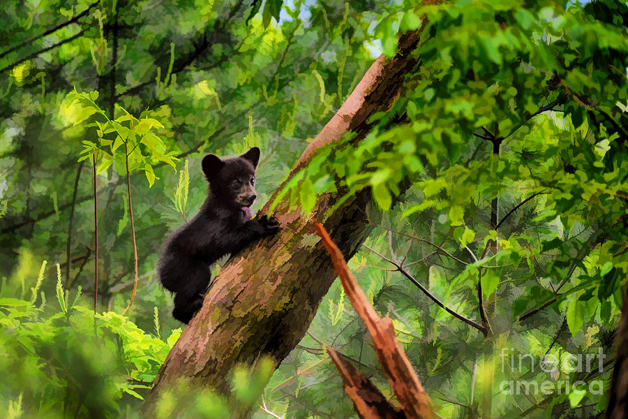 Black bear cub climbing in tree and looking around  - artistic Photograph by Dan Friend