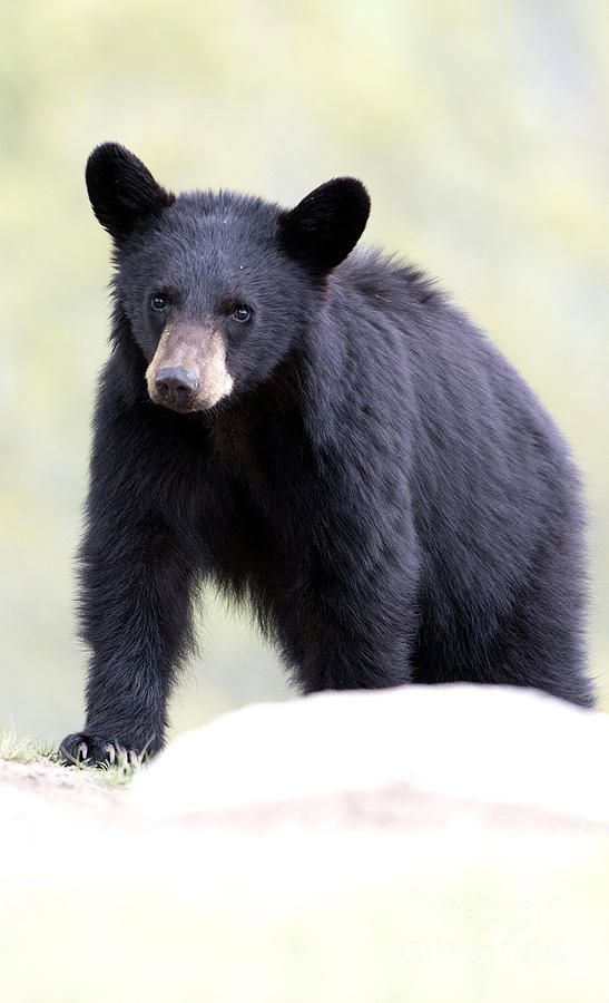Black Bear Cub Photograph by Deby Dixon