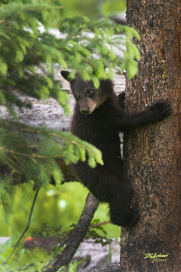 Black bear cub Photograph by Don Anderson