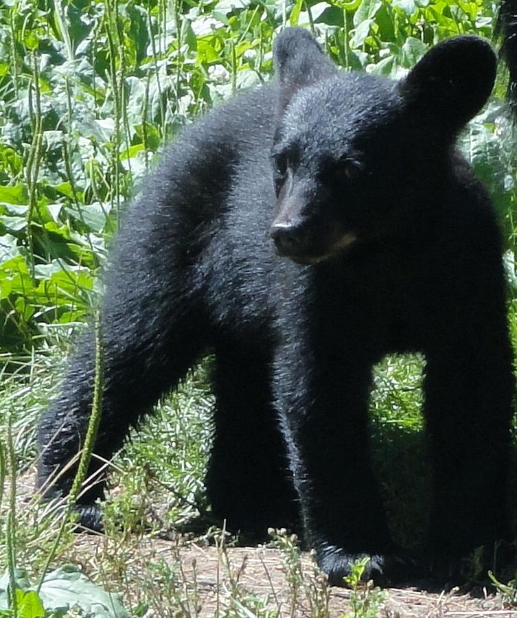 Wildlife Photograph - Black Bear Cub Exploring by Jody Benolken