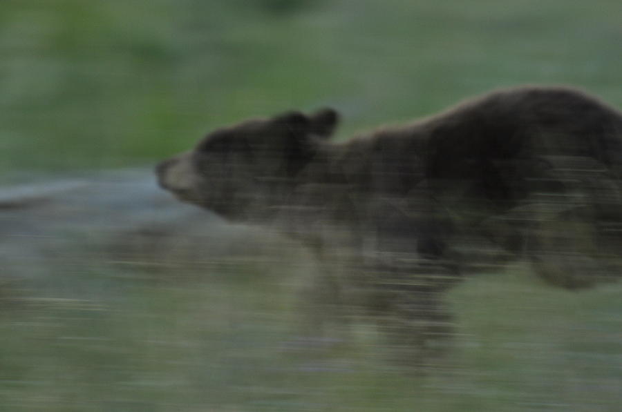 Black Bear Cub Photograph by Frank Madia