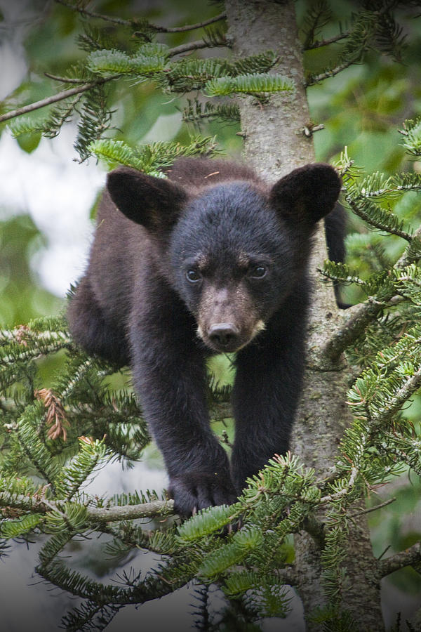 Black Bear Cub in a Pine Tree outside of Orr Minnesota Photograph by