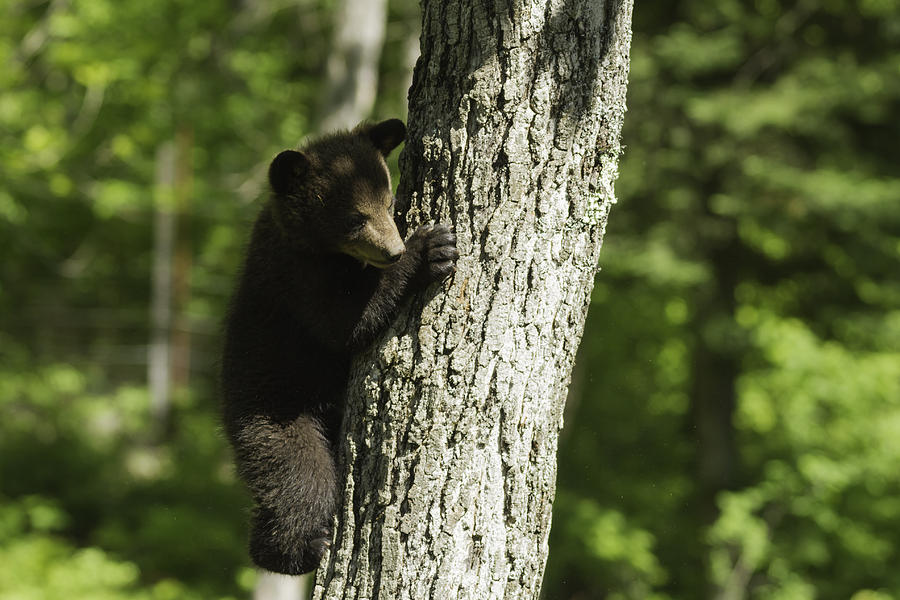Black Bear cub in a tree Photograph by Josef Pittner