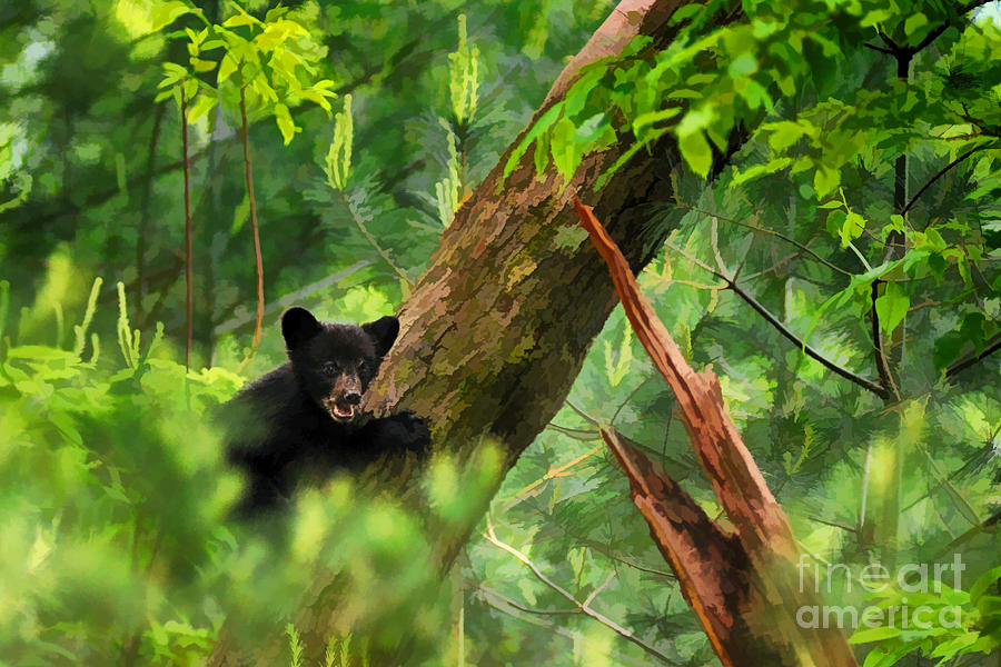 Black bear cub in tree  - artistic Photograph by Dan Friend
