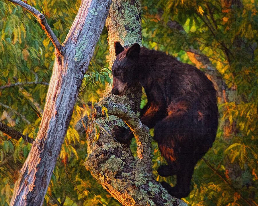 Black Bear Cub in Tree Photograph by Mary Almond