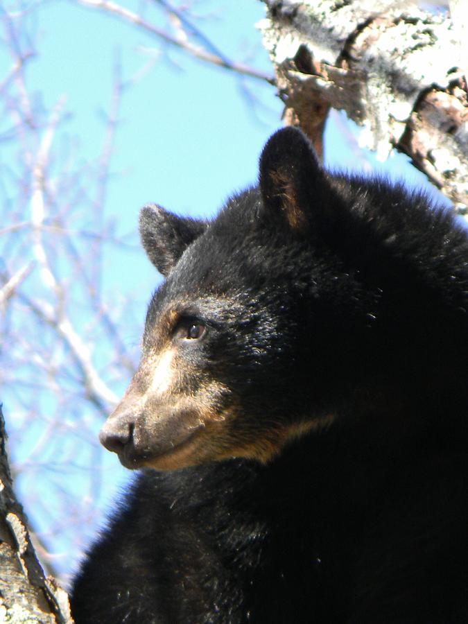 Black Bear Cub Photograph by Jean Goodwin Brooks