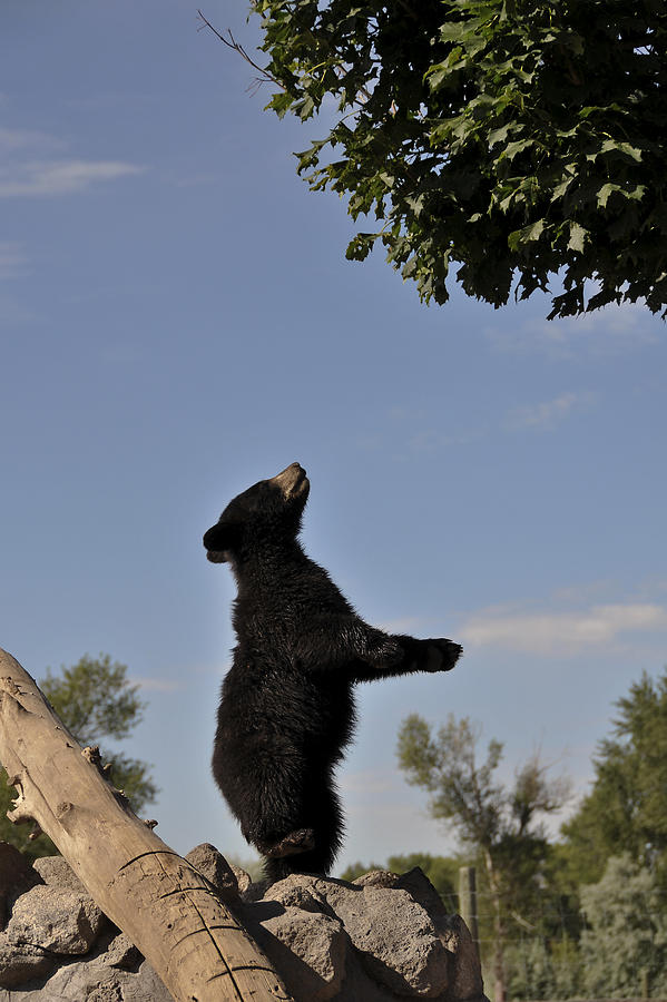 Black Bear Cub Photograph by Lee Kirchhevel
