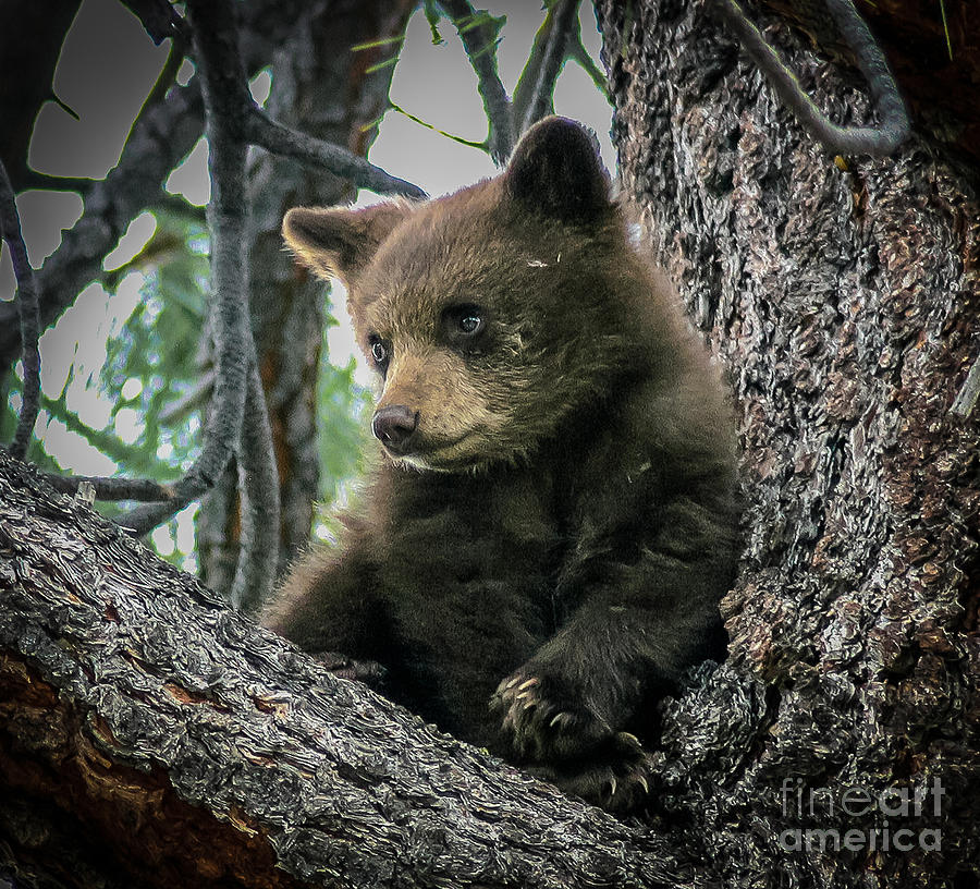 Black Bear Cub Photograph by Mitch Shindelbower
