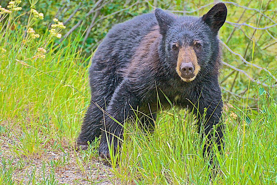 Black Bear Cub near Road in Grand Teton National Park-Wyoming ...