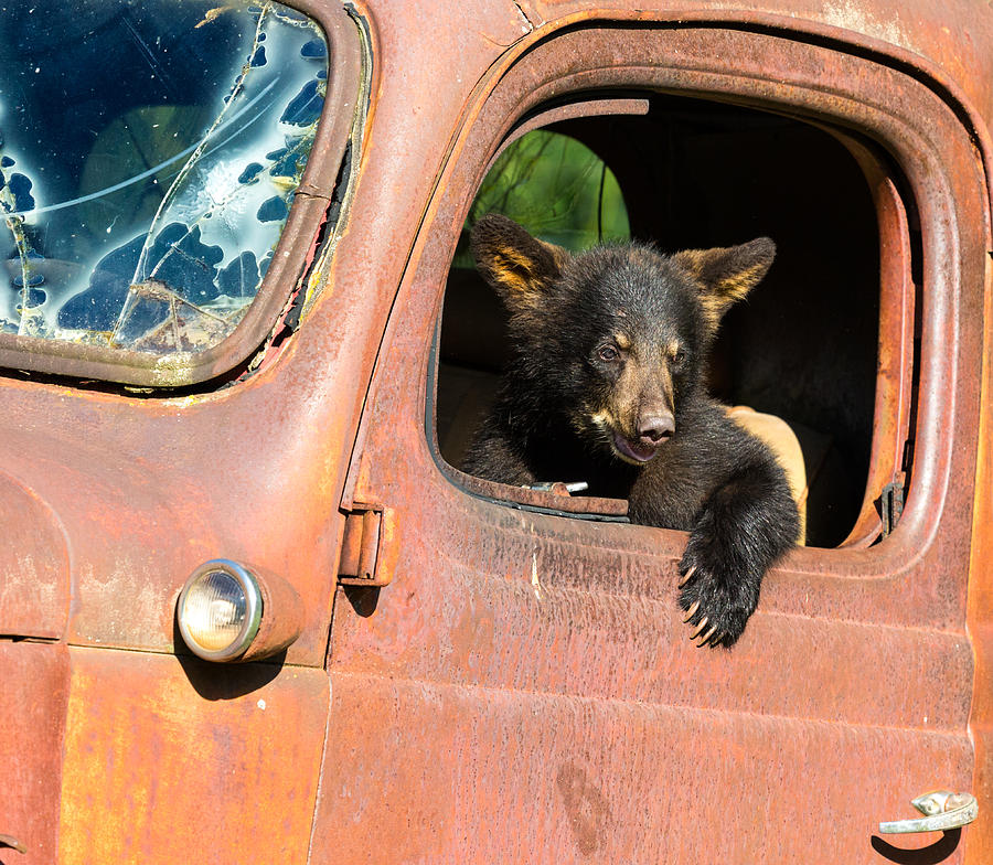 Black Bear Cub Playing in Old Truck Photograph by KenCanning
