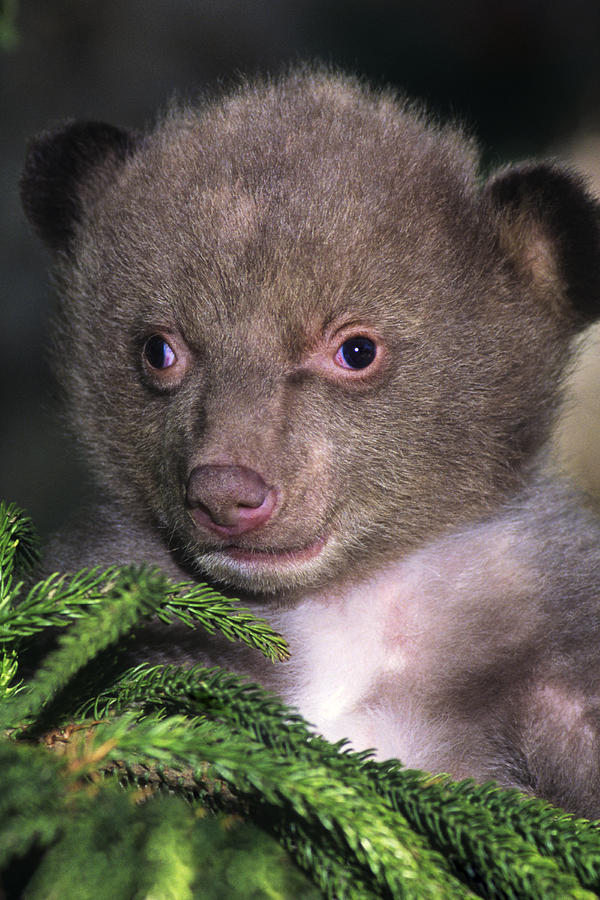 Black Bear Cub Portrait Wildlife Rescue Photograph by Dave Welling