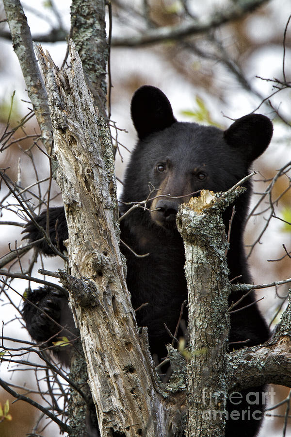 Black Bear Cub Photograph by Ronald Lutz