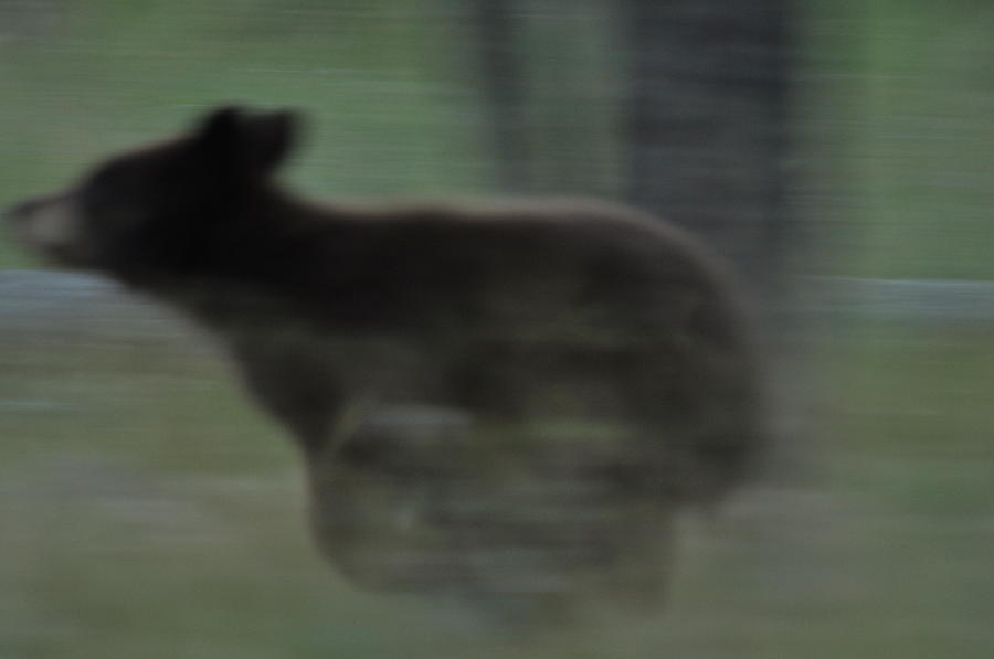 Black Bear Photograph - Black Bear Cub Running by Frank Madia Black Bear Photograph - Black Bear Cub Running by Frank Madia