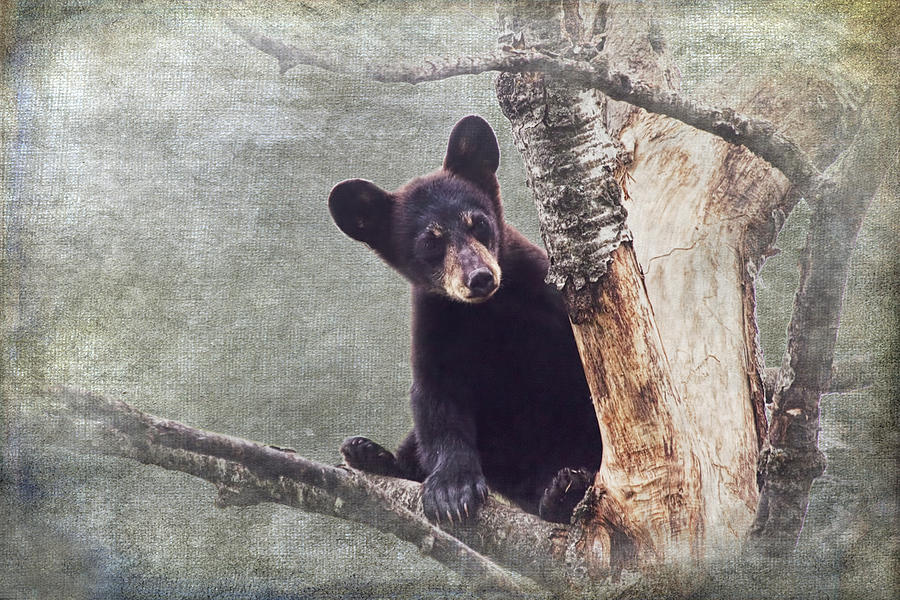Black Bear Cub up a Tree Photograph by Randall Nyhof