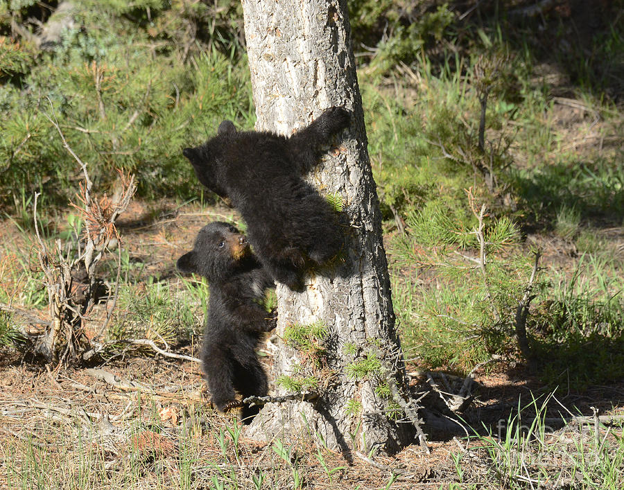 Black Bear Cubs Photograph by Dennis Hammer