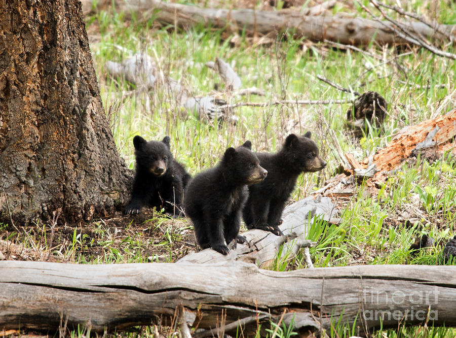 Black bear Cubs Photograph by Shannon Carson