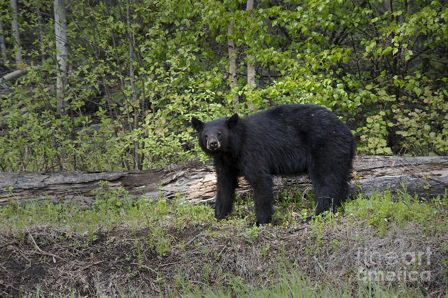 Black Bear Photograph by David Arment