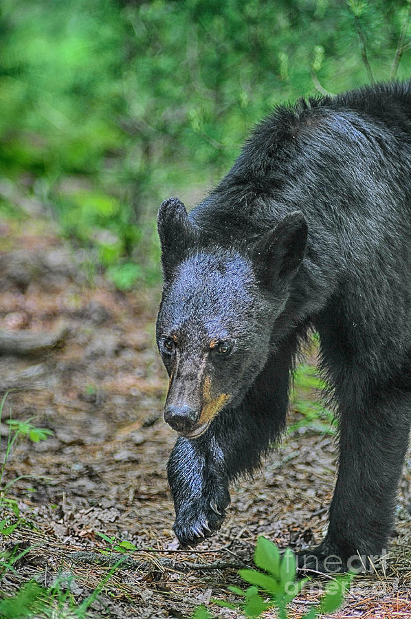 Black bear digging for food Photograph by Dan Friend