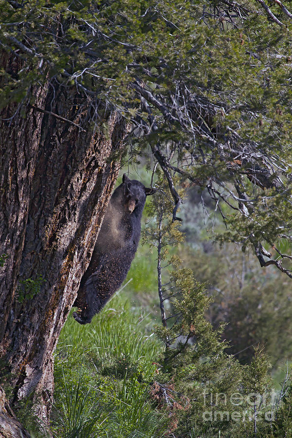 Black Bear Digging In A Tree  #4864 Photograph by J L Woody Wooden
