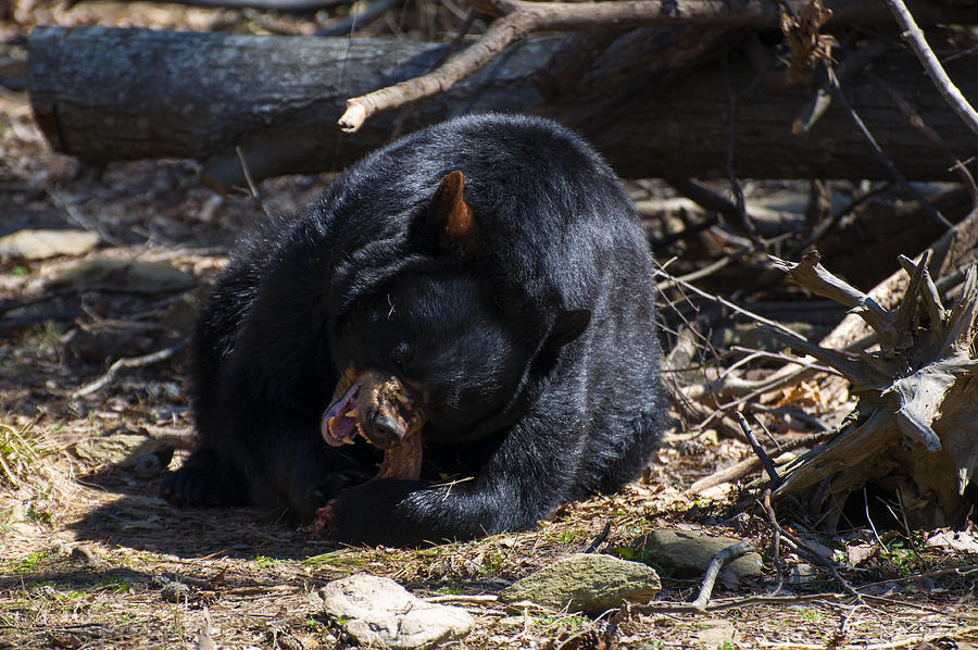 Mammal Photograph - Black Bear Digs in by Flees Photos