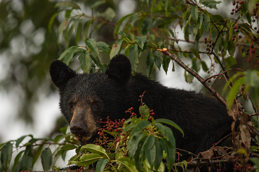 Black Bear Photograph by Doug McPherson