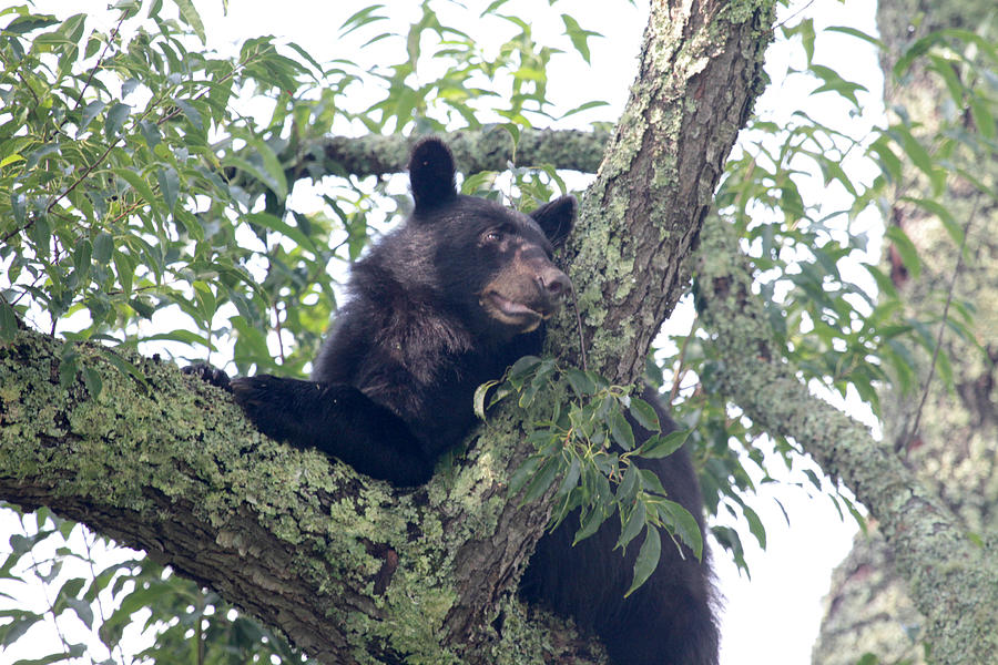 Black Bear 2 Photograph by Dwight Cook
