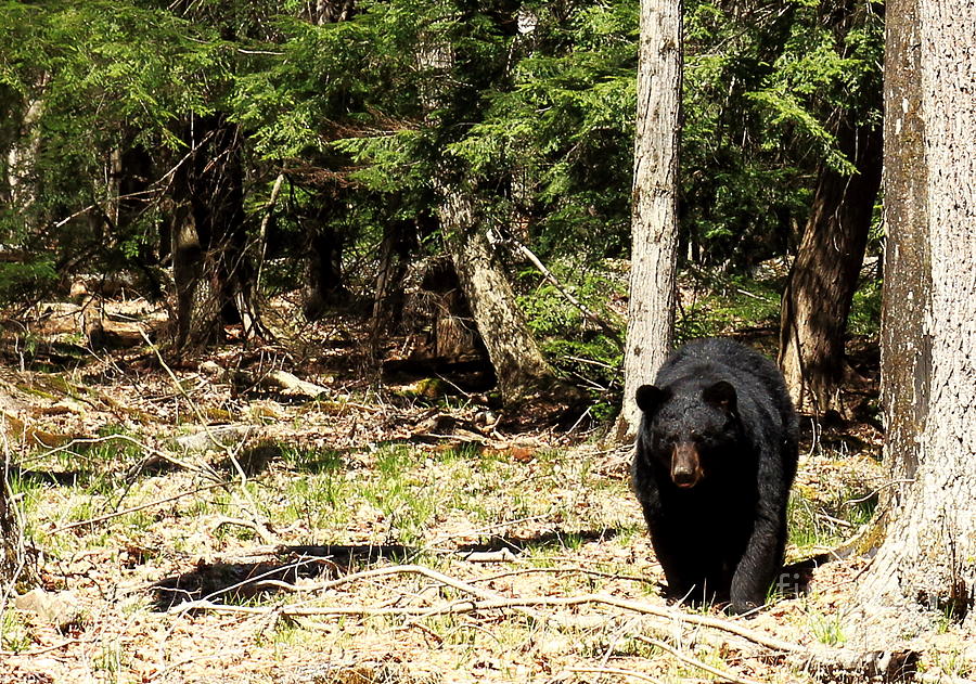 Black Bear Emerges Photograph
