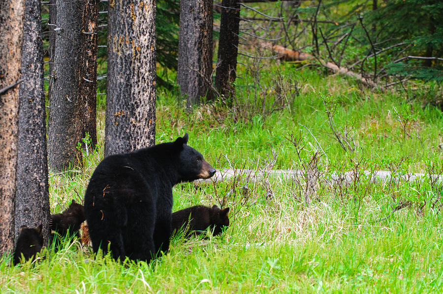 Black Bear Family Photograph by Brandon Smith