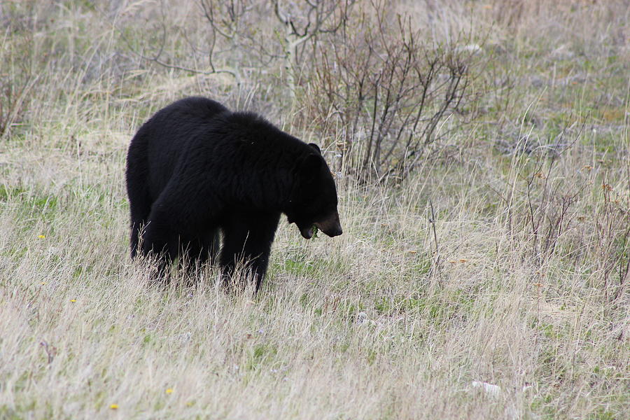 Black bear feeding Photograph by Stephen Dyck - Fine Art America